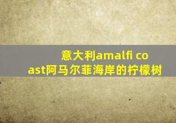 意大利amalfi coast阿马尔菲海岸的柠檬树